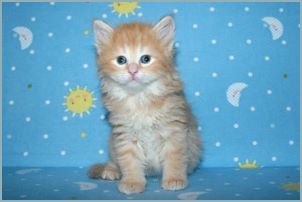 Male Siberian Kitten from Deedlebug Siberians